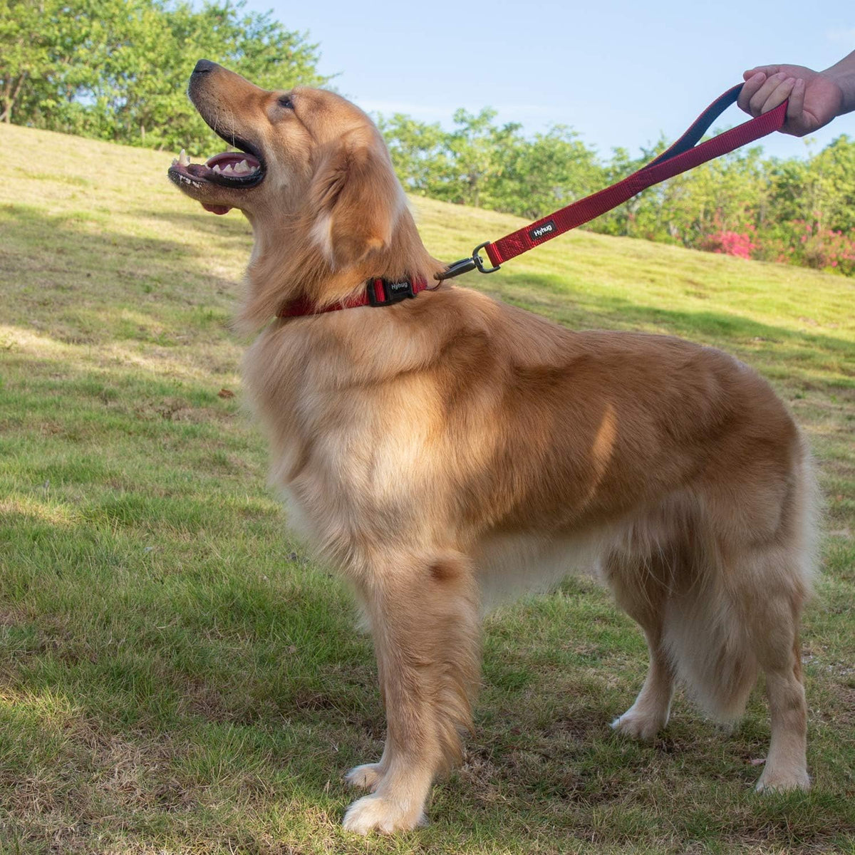 Short 18 in dog leash with padded handle