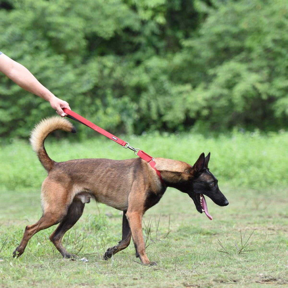 Short 18 in dog leash with padded handle